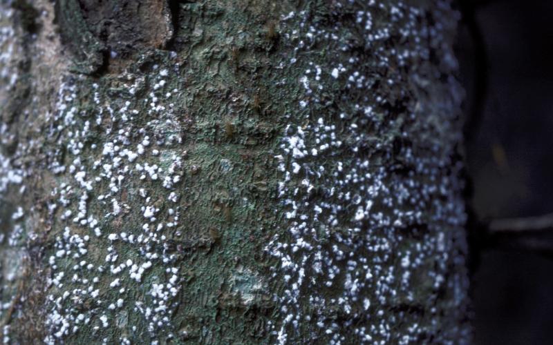 tree trunk covered in white spots