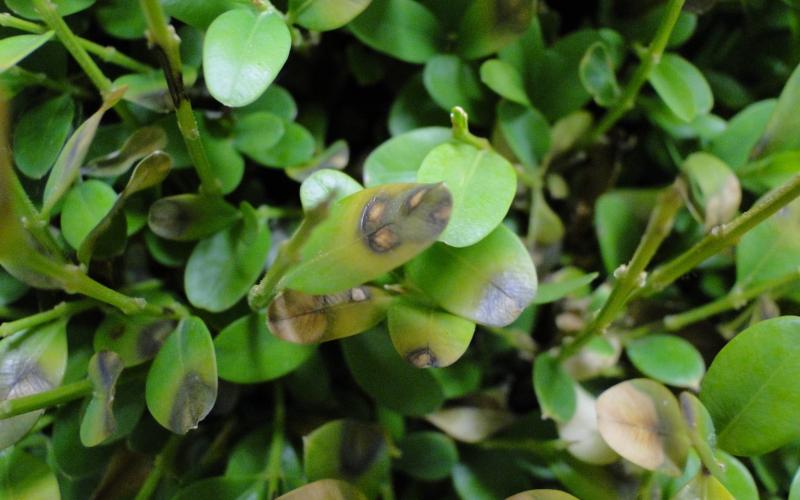 close-up of boxwood leaves with browning leaves