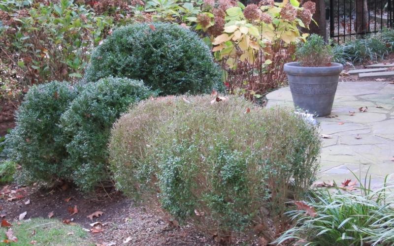 bushes with one bush browning and losing leaves 