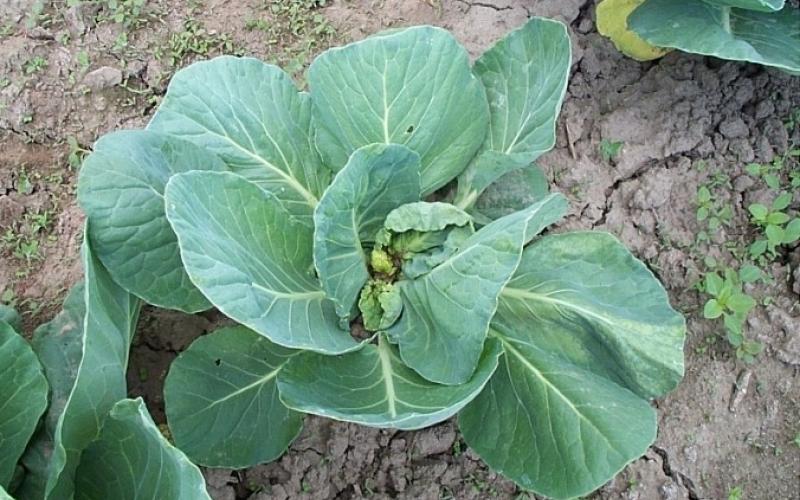 cabbage plant in ground