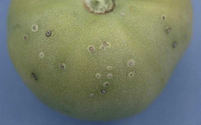 green tomato with white spots 