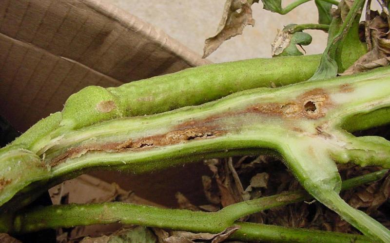 inside of discolored tomato plant stem 