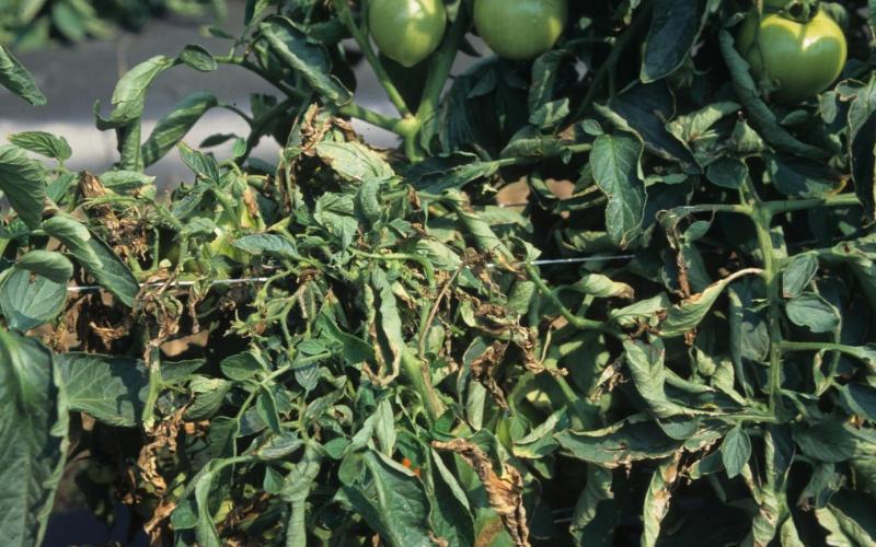 tomato plant with curled brown leaves