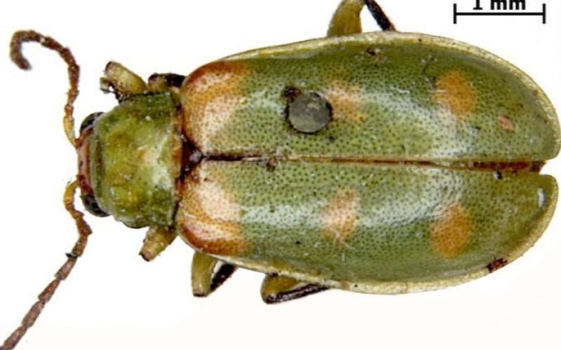 back view of green beetle with yellow spots