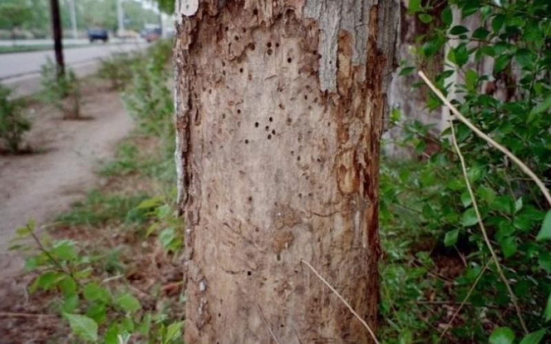 holes on tree trunk