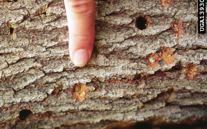 finger pointing to holes in tree bark