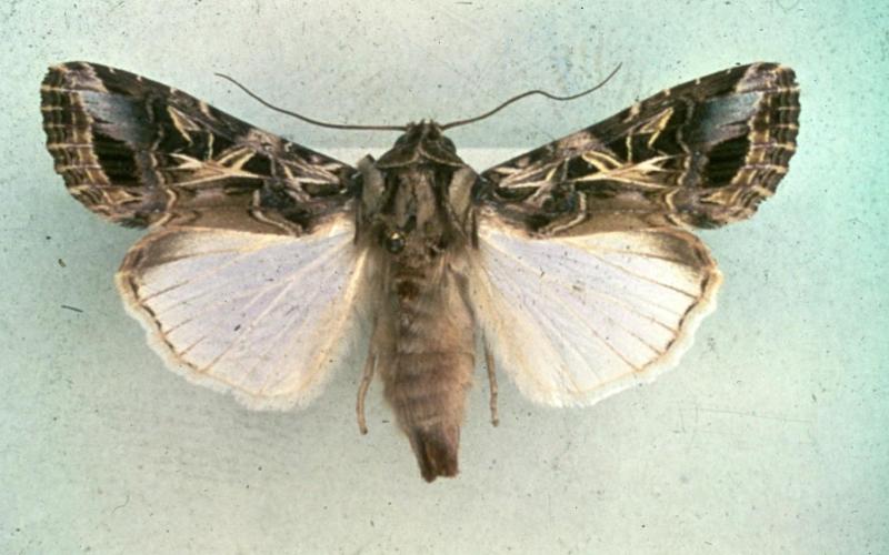 Egyptian cottonworm moth with gray-brown wings and white bottom wings