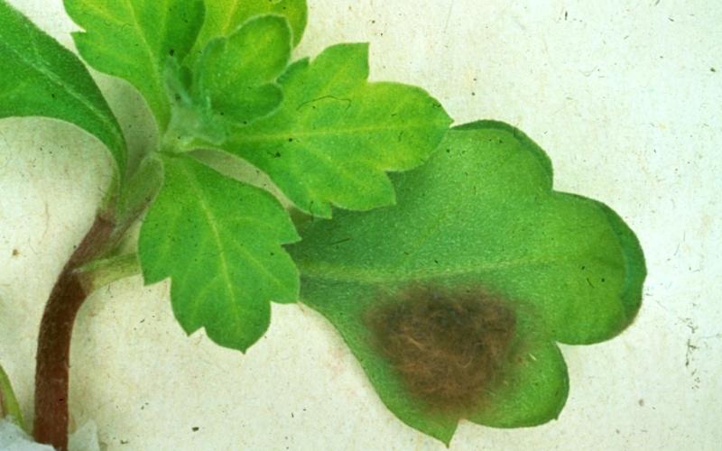 brown fuzzy egg mass on leaf