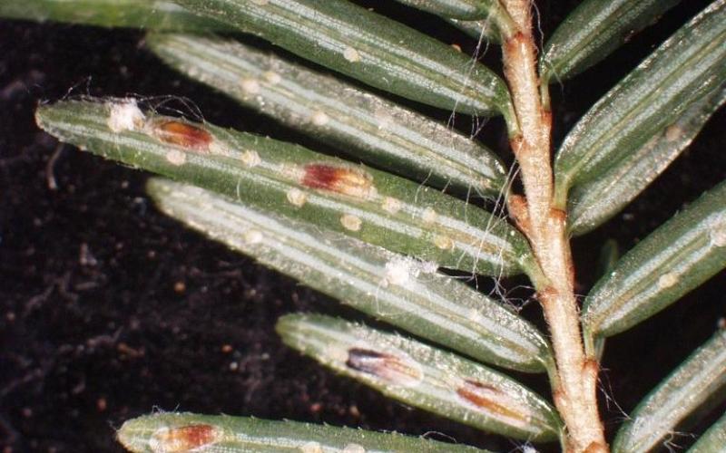 light colored and brown bugs on tree needles