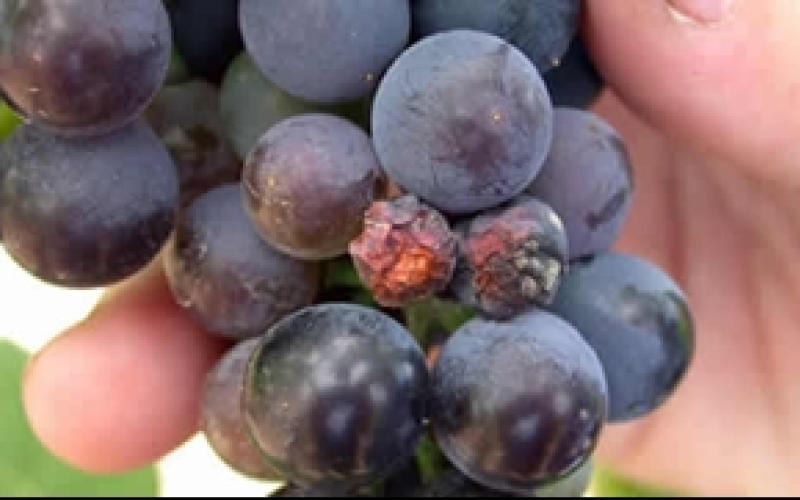 cluster of grapes with some shriveled grapes