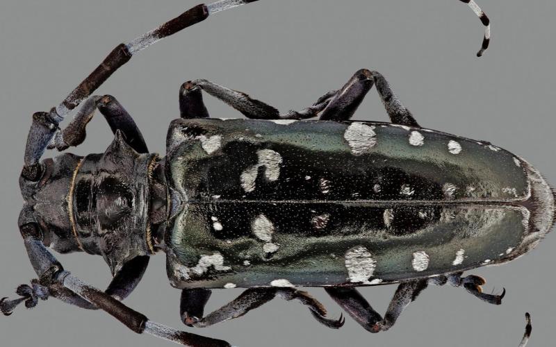 black beetle with white spots and long antennas 