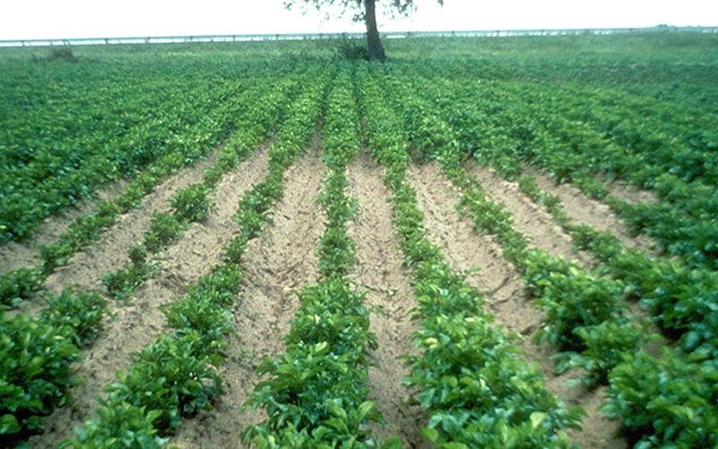 field with rows of plants