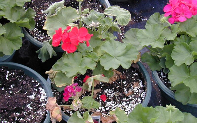 geranium plants with wilting 