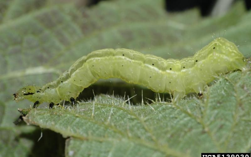 golden twin spot moth larva