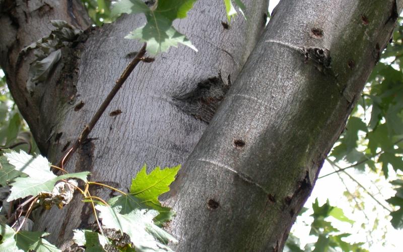 tree with holes and spots 