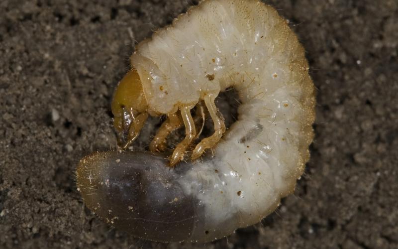 European chafer larva