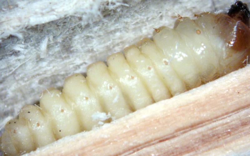 larva in bark