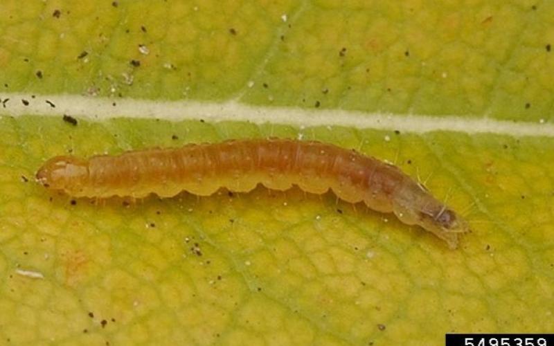 Light brown apple moth caterpillar