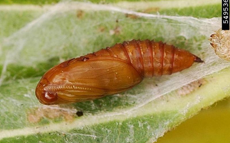 Light brown apple moth cocoon