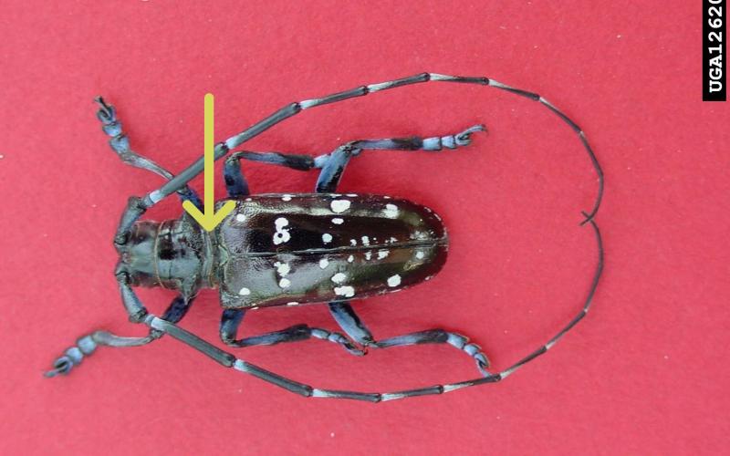 Asian longhorned beetle with arrow pointing to below the head 