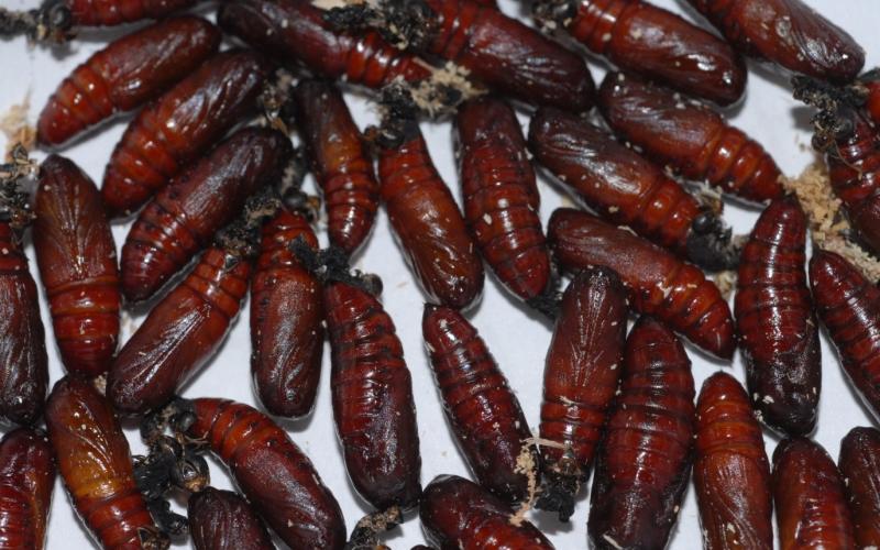  dark reddish-brown cocoons 