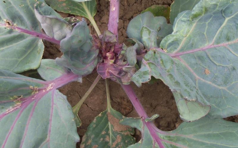 red cabbage plant in ground