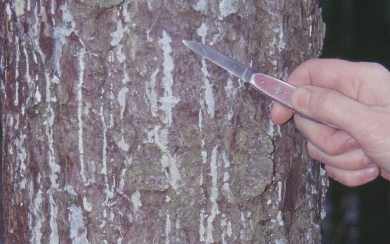 hand holding knife pointing to white resin on tree bark