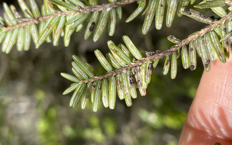 dark brown spotting on tree needles 