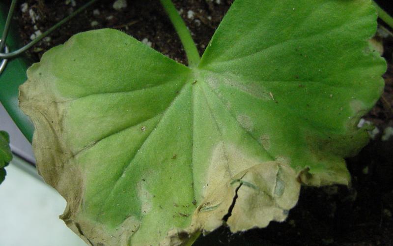 large green leaf with wilting and discoloration on edges