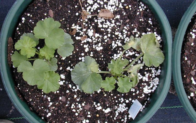 plants in a pot