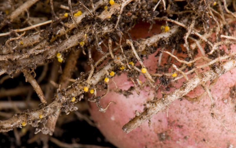 potato and roots with small yellow cysts