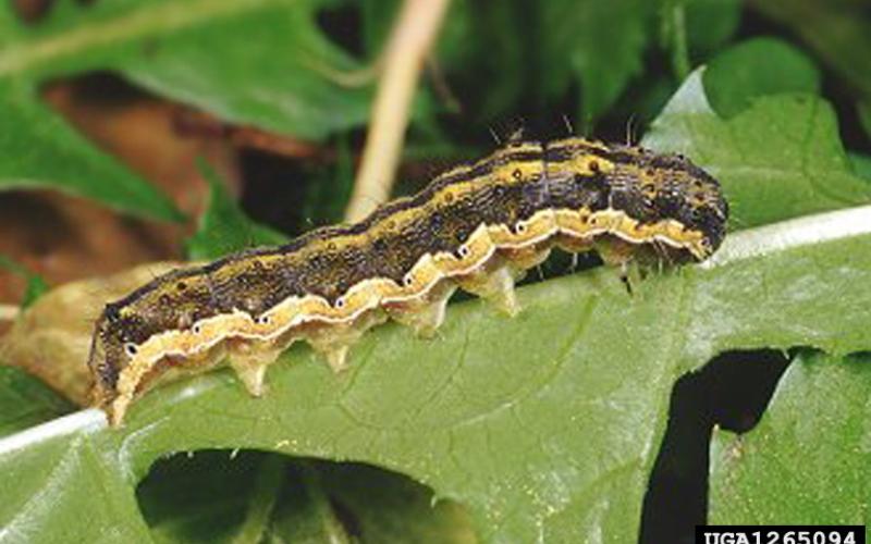 old world bollworm caterpillar on leaf