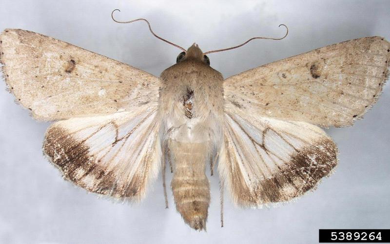 old world bollworm moth