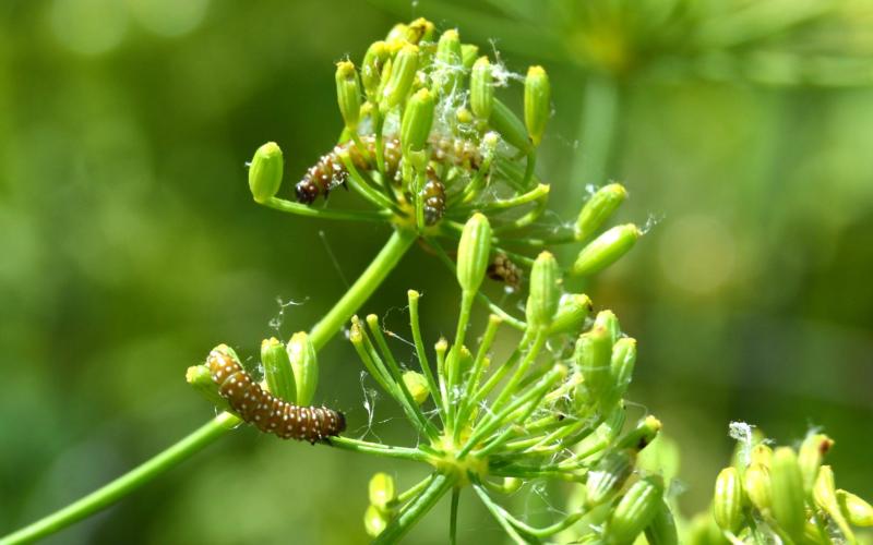 Purple carrot-seed moth caterpillar on dill plant