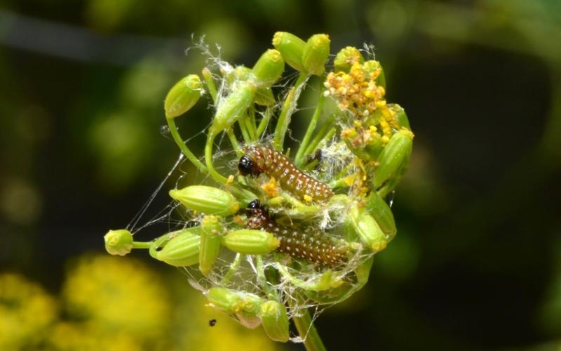 Purple carrot-seed moth caterpillar on dill plant