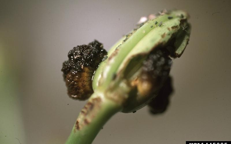 lily leaf beetle larva on plant