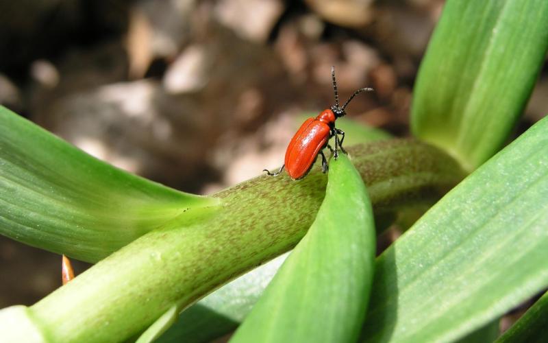 red lily leaf beetle on green plant