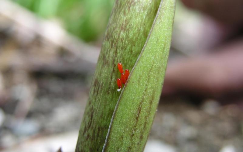 red eggs on green plant