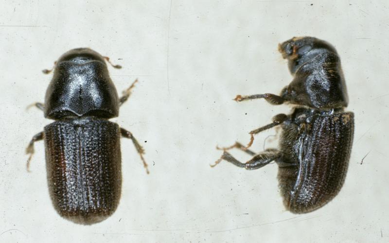 two adult mountain pine beetles 