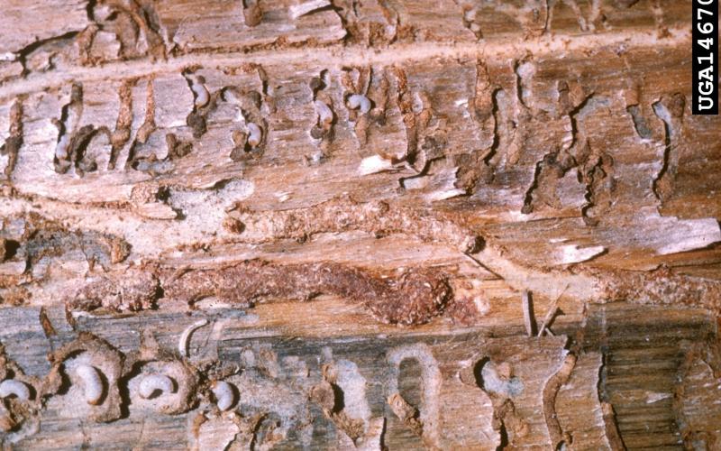 mountain pine beetle galleries with larvae 