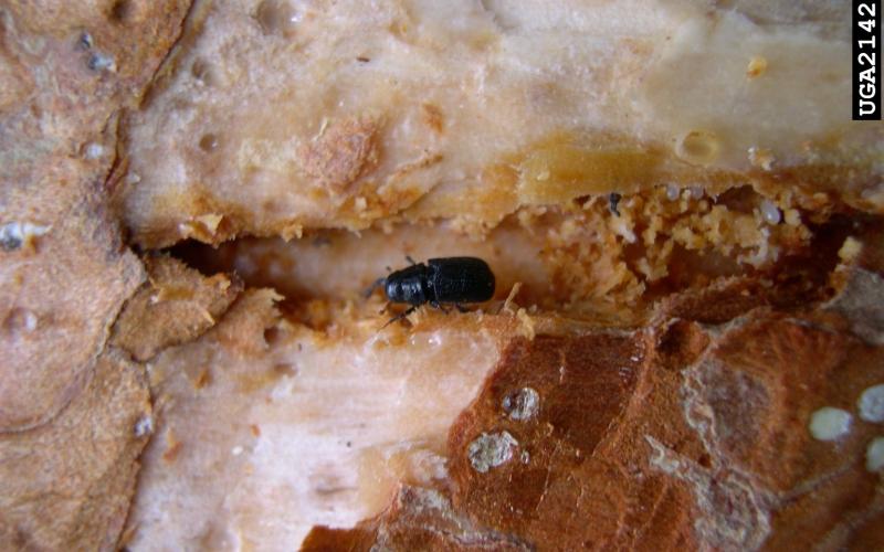 mountain pine beetle in gallery with eggs