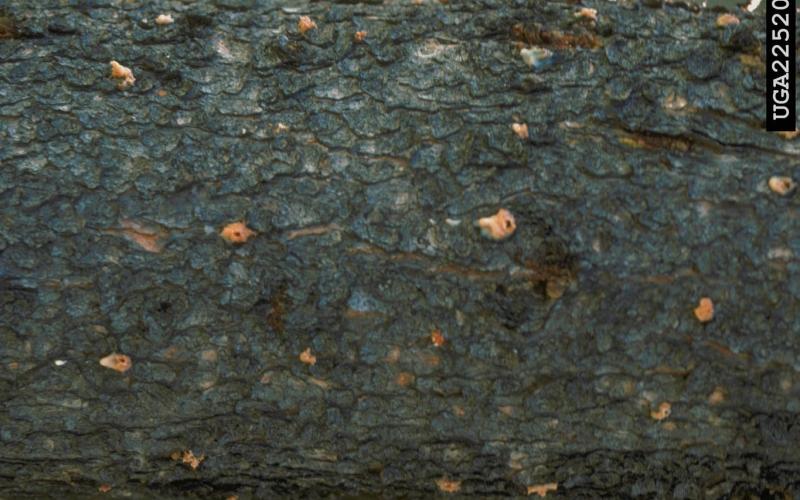 tree bark with damage from mountain pine beetle 