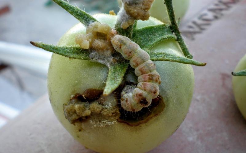 caterpillar eating through tomato