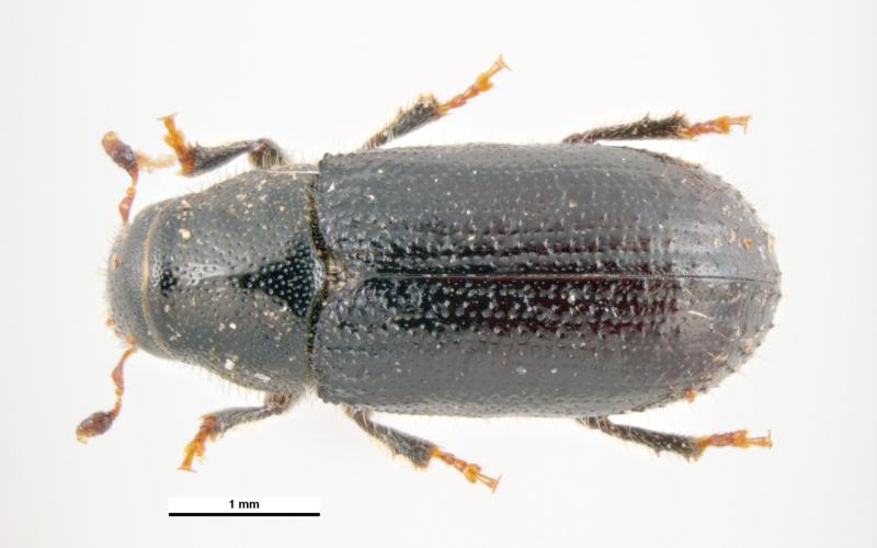 pine shoot beetle