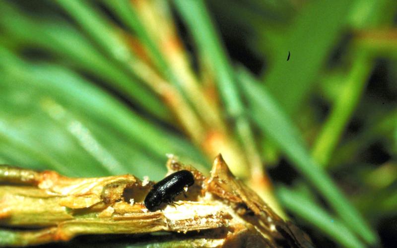 pine shoot beetle on pine stem