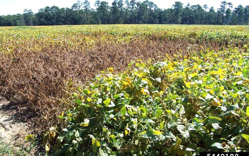 field showing symptoms of soybean rust