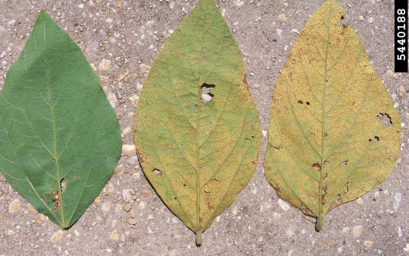 three leaves showing varying levels of soybean rust