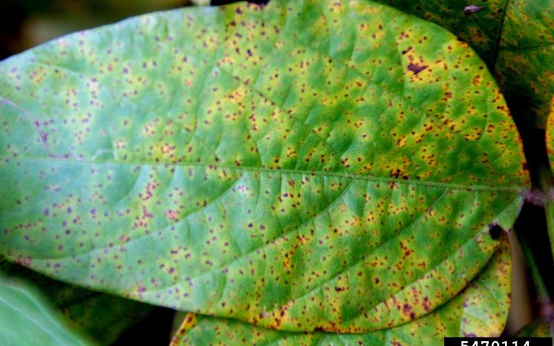 green leaf with yellow and brown spots due to soybean rust