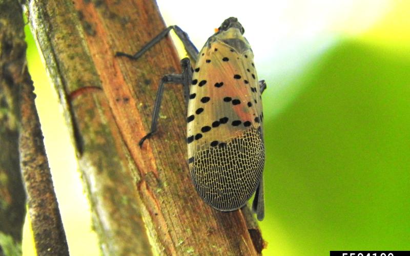 adult spotted lantern fly on tree