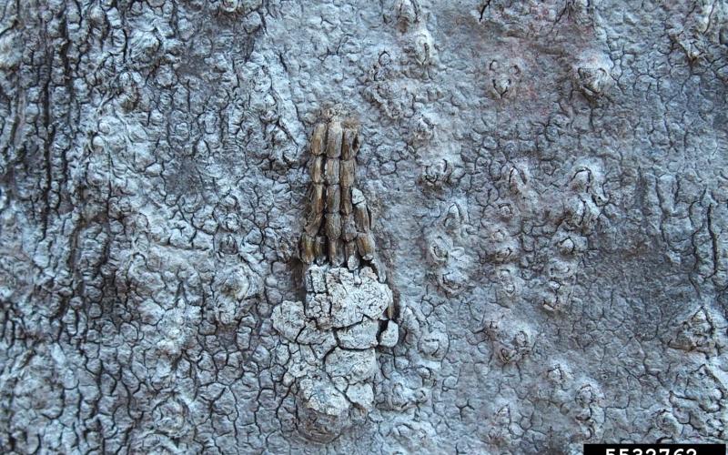 spotted lanternfly eggs on tree bark